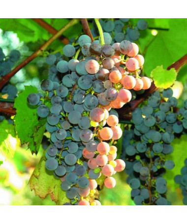 Bezrůstková réva Canadice, nádoba 2L