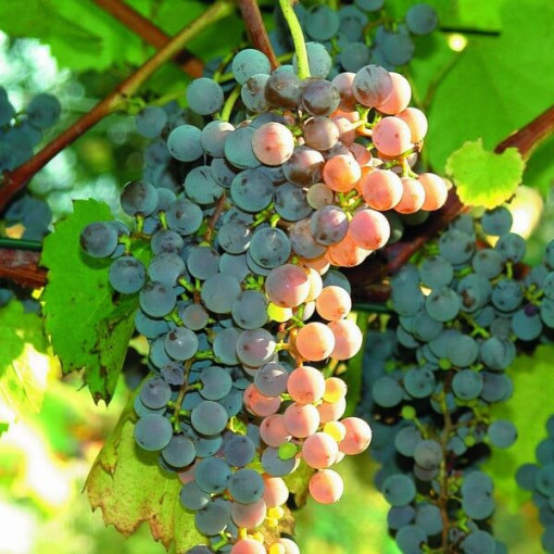 Bezrůstková réva Canadice, nádoba 2L