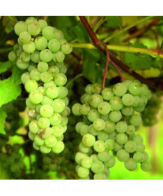 Bezrůstková réva Interlaken 2L