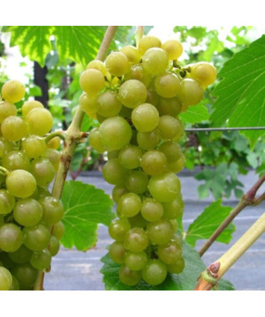 Réva Seneca, nádoba 2L