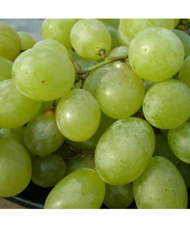 Réva Seneca, nádoba 2L