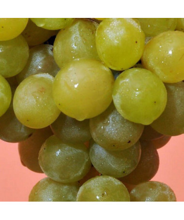 Réva Prim Maďarská, nádoba 2L