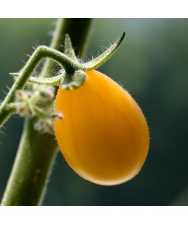 Rajče cherry 'Ildi' P9/C1