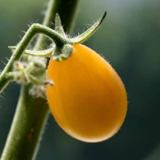 Rajče cherry 'Ildi' P9/C1