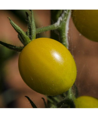 Rajče cherry 'Ildi' P9/C1