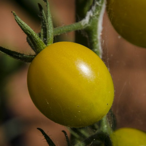 Rajče cherry 'Ildi' P9/C1