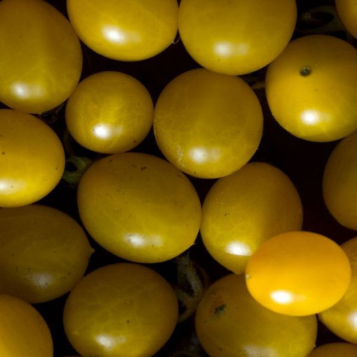 Rajče cherry 'Ildi' P9/C1