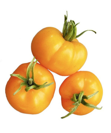 Rajče 'Jantar' P9/C1