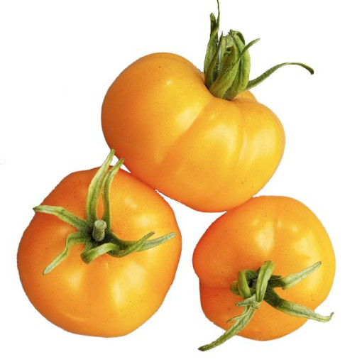 Rajče 'Jantar' P9/C1