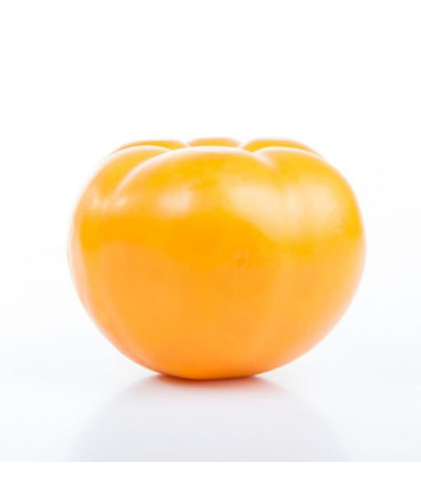 Rajče 'Jantar' P9/C1