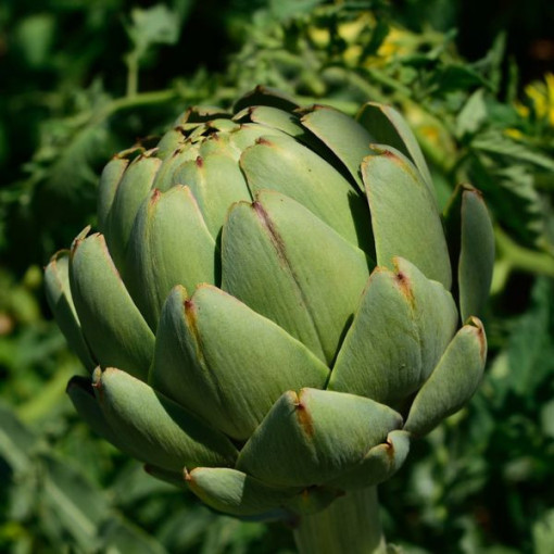 Artičok 'Gros Vert de Laon' P9/C1