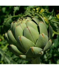 Artičok 'Gros Vert de Laon' P9/C1