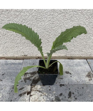 Artičok 'Gros Vert de Laon' P9/C1