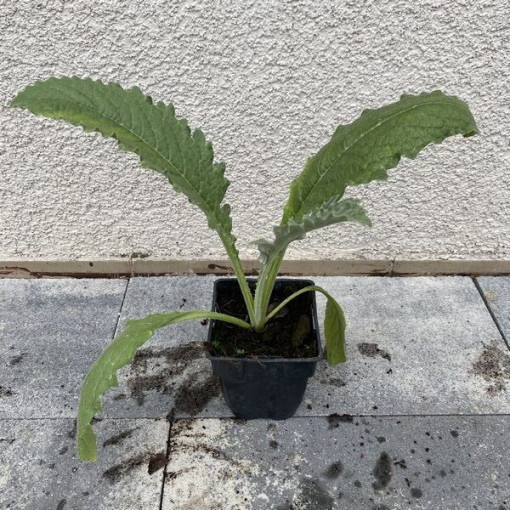 Artičok 'Gros Vert de Laon' P9/C1