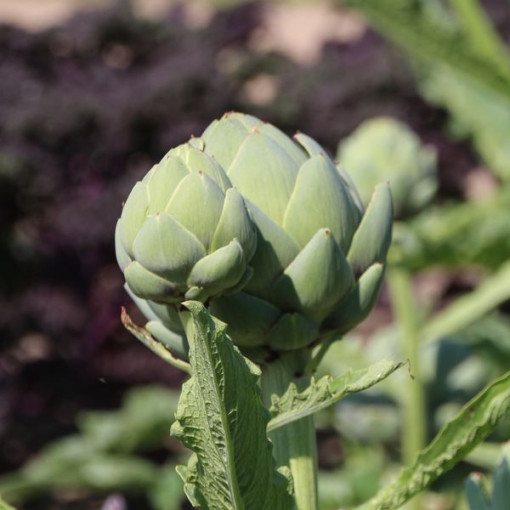 Artičok 'Gros Vert de Laon' P9/C1