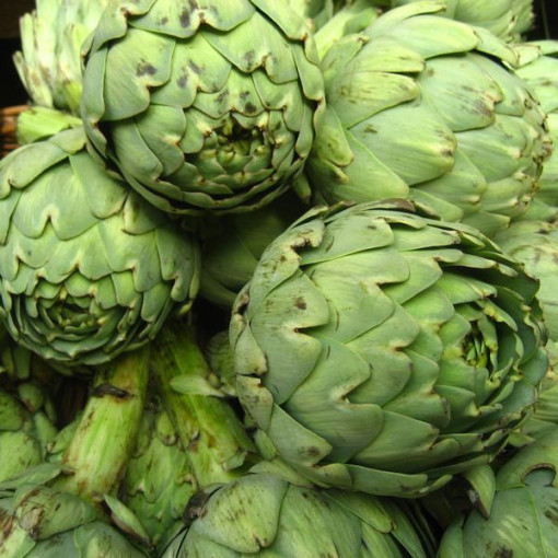 Artičok 'Gros Vert de Laon' P9/C1