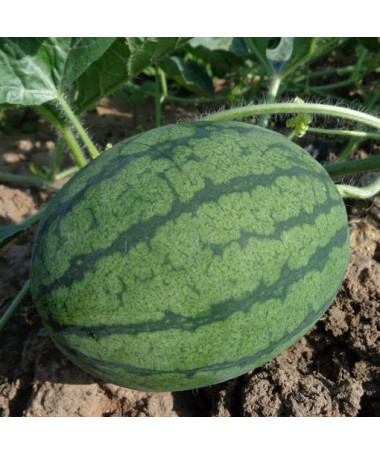 Meloun 'Crimson Sweet' P9/C1