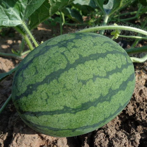 Meloun 'Crimson Sweet' P9/C1