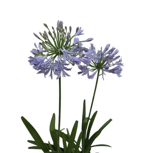 Modrý Agapant (Agapanthus Africanus) sazenice v 2L květináči