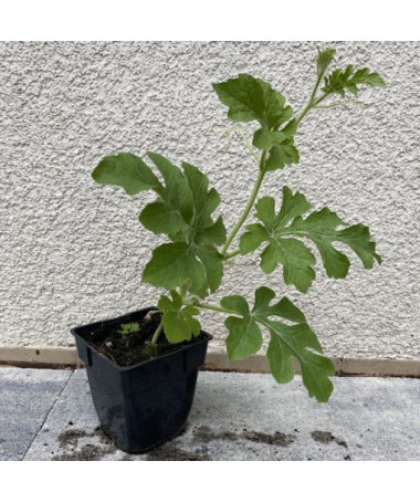 Meloun 'Crimson Sweet' P9/C1