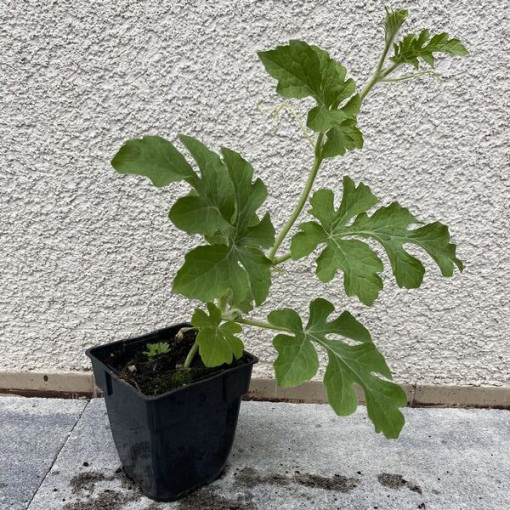 Meloun 'Crimson Sweet' P9/C1