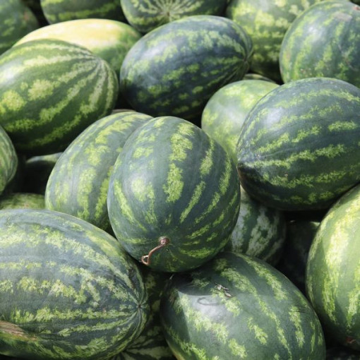 Meloun 'Crimson Sweet' P9/C1