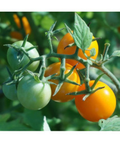 Cherry rajče 'Figiel' P9/C1