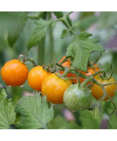 Cherry rajče 'Figiel' P9/C1