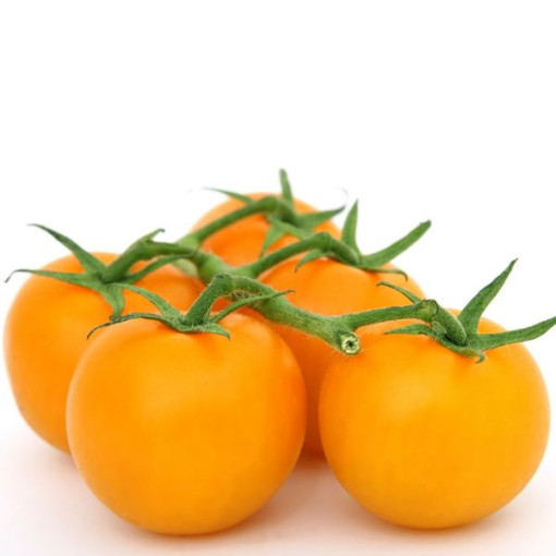 Cherry rajče 'Figiel' P9/C1