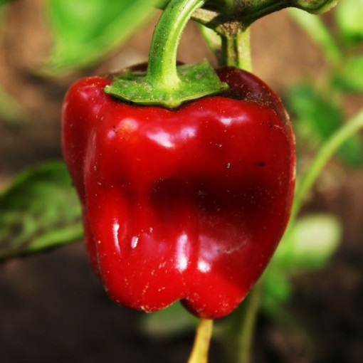 Paprika 'Granova' P9/C1