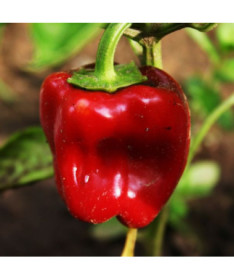 Paprika 'Granova' P9/C1