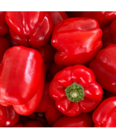 Paprika 'Granova' P9/C1