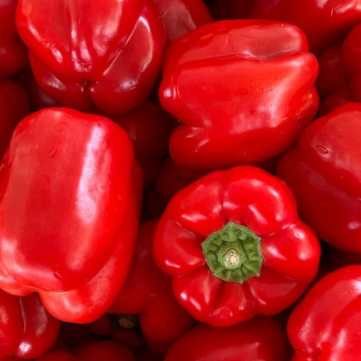 Paprika 'Granova' P9/C1