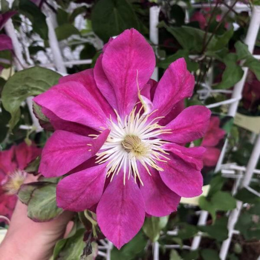 Plný-polodvojitý Clematis 'Red Star' 2L kontejner