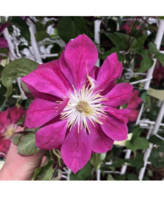Plný-polodvojitý Clematis 'Red Star' 2L kontejner