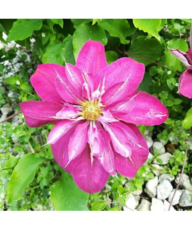 Plný-polodvojitý Clematis 'Red Star' 2L kontejner