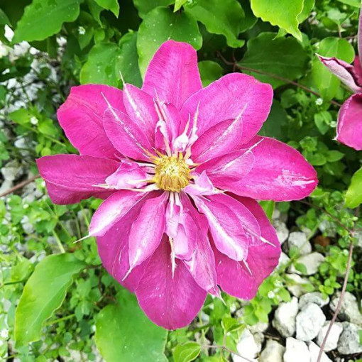 Plný-polodvojitý Clematis 'Red Star' 2L kontejner