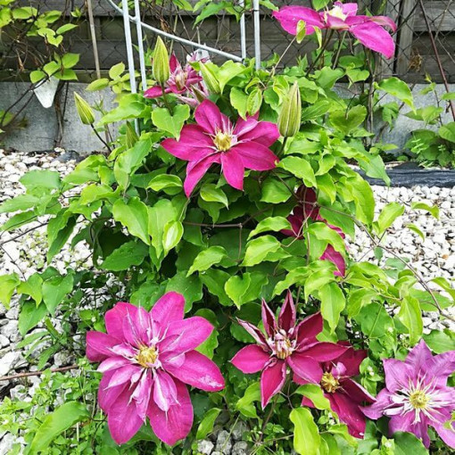 Plný-polodvojitý Clematis 'Red Star' 2L kontejner