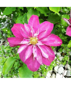 Plný-polodvojitý Clematis 'Red Star' 4L kontejner