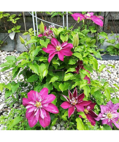 Plný-polodvojitý Clematis 'Red Star' 4L kontejner