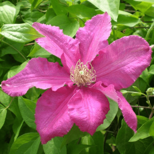 Clematis 'Ernest Markham' (velkokvětý) 4L květináč