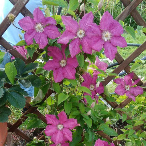 Clematis 'Ernest Markham' (velkokvětý) 4L květináč
