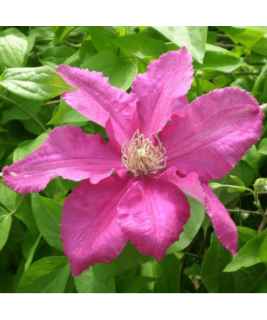 Clematis 'Ernest Markham' (velkokvětý) P9/C1