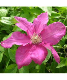 Clematis 'Ernest Markham' (velkokvětý) P9/C1