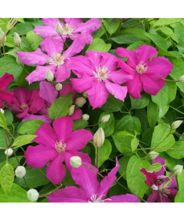 Clematis 'Ernest Markham' (velkokvětý) P9/C1