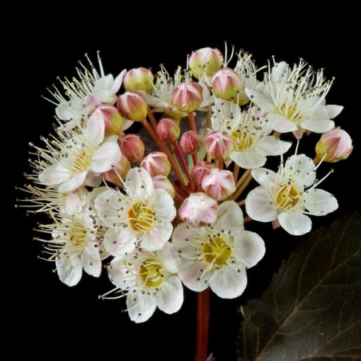 Spiraea japonica 'Red Baron' 2L kontejner