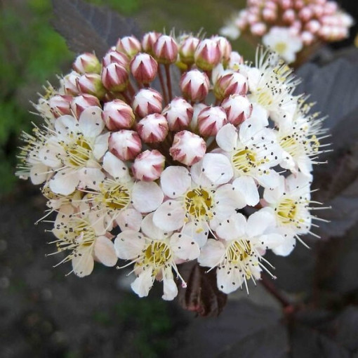 Spiraea japonica 'Red Baron' 2L kontejner