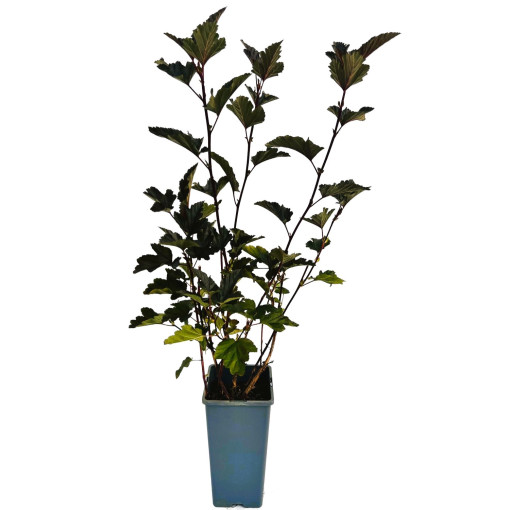 Spiraea japonica 'Red Baron' 2L kontejner