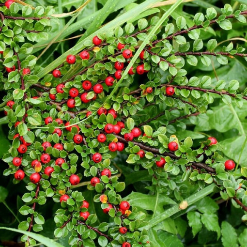 Švédský cotoňák 'Coral Beauty' 2L kontejner