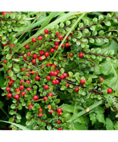 Švédský cotoňák 'Coral Beauty' 2L kontejner